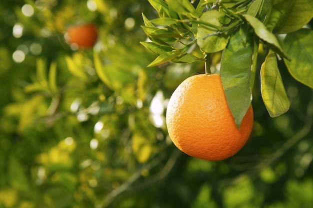 Oranje fruitboom vóór oogst Spanje