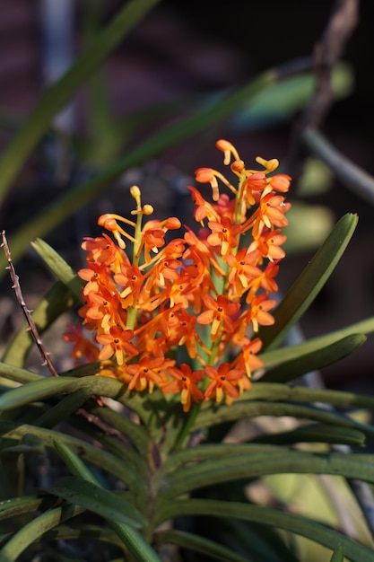 Oranje gekleurde bloemen van de orchidee Ascocentrum miniatum