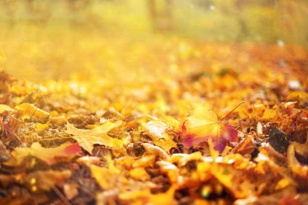 Oranje, gele esdoornbladeren achtergrond. Gouden herfst concept.