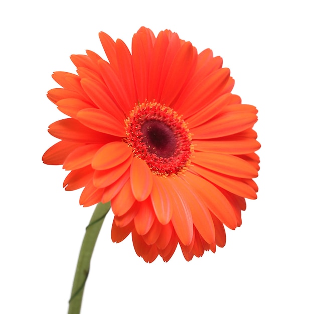 Oranje gerbera bloem geïsoleerd op een witte achtergrond. Platliggend, bovenaanzicht