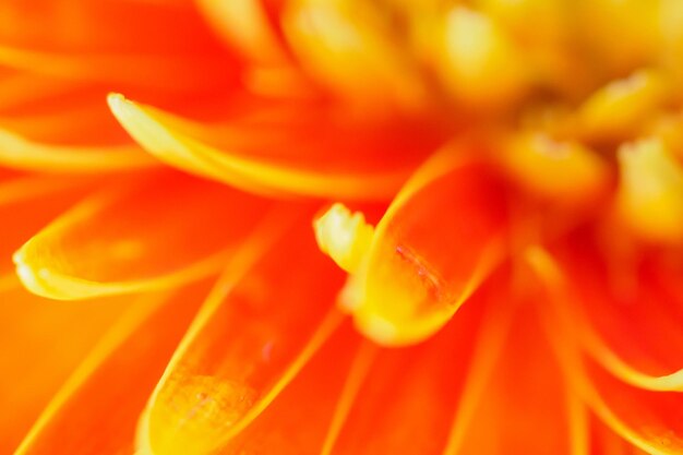 Foto oranje gerbera bloemen close-up abstracte achtergrond