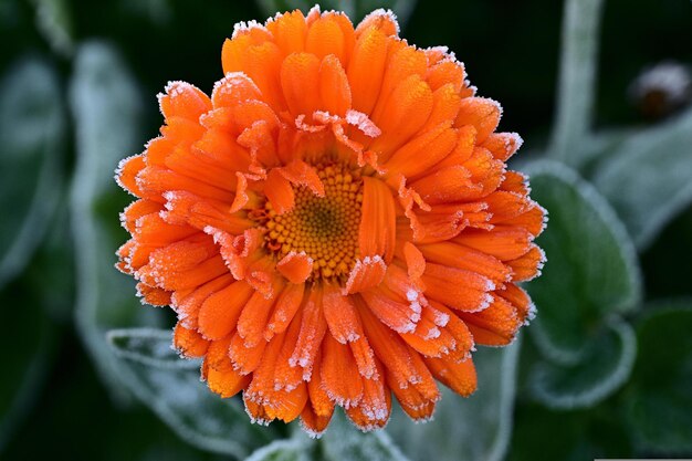 oranje gerberbloem