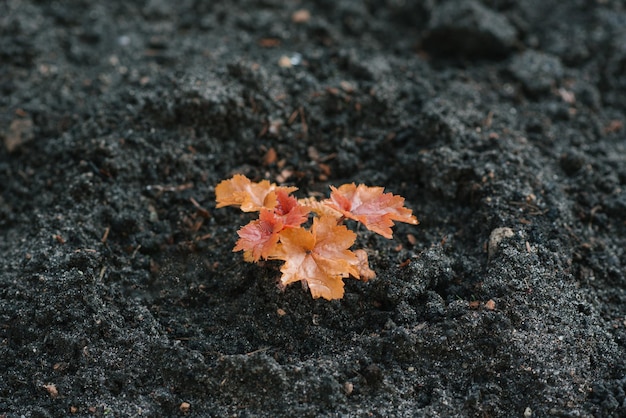 Oranje geyhera paprika groeit aan het begin van zijn ontwikkeling in de tuin