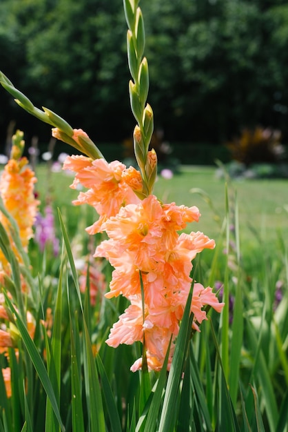 Oranje gladiolen bloemen in de tuin in de zomer