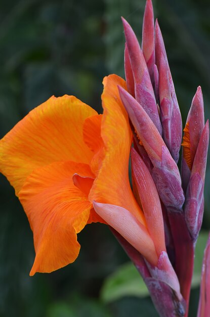 Oranje Gladioli