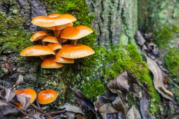 Oranje gouden naaldpaddestoelen op een boomstam met groen mos