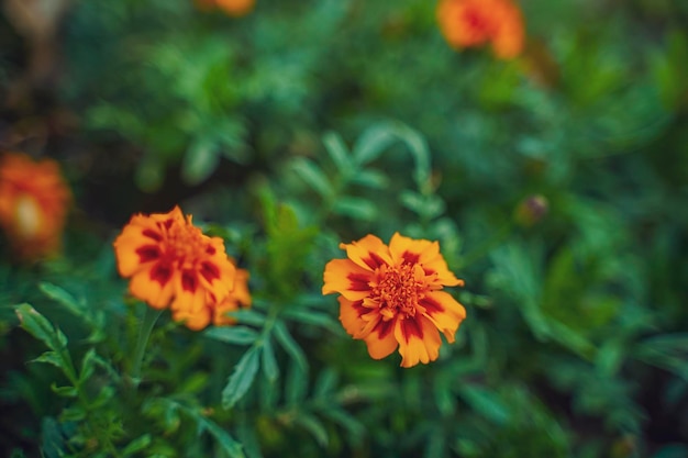 Oranje goudsbloem bloem landbouw veld.