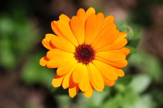 Oranje goudsbloem close-up fotografie Mooie bloemen achtergrond