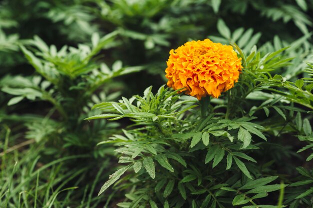 Oranje goudsbloembloem op groen gras.