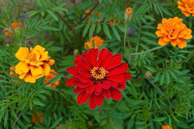 Oranje goudsbloemen bloem op een groene achtergrond op een zonnige zomerdag macrofotografie Bloeiende Afrikaantje bloem met rode bloemblaadjes in de zomer close-up foto