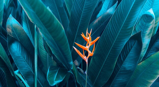 Oranje Heliconi-bloem op licht en donker tropisch blad natuur achtergrond verf kleurstof van bladeren natuur