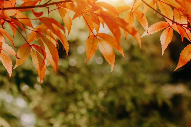 Oranje herfst esdoorn bladeren op de takken