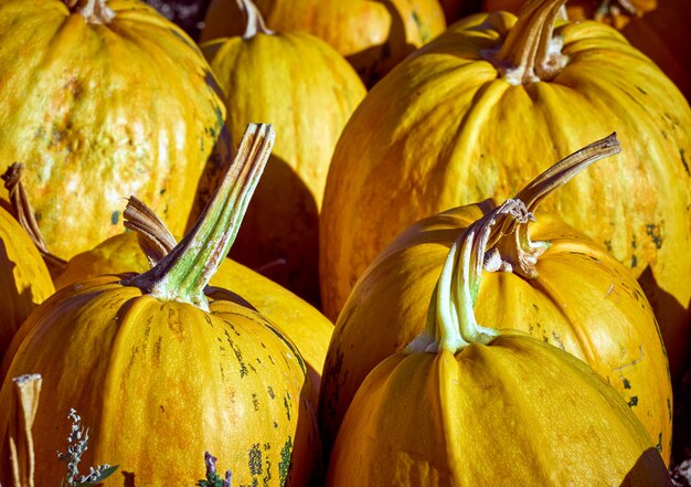 Oranje herfst pompoenen op de boerderij.