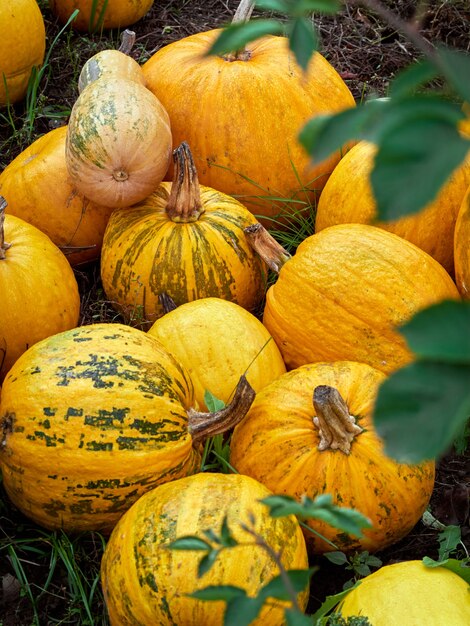 Oranje herfst pompoenen op de boerderij.