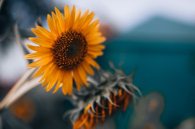 Oranje herfst zonnebloem met zaden en heldere bloemblaadjes op onscherpe achtergrond. Schoonheid van de natuur