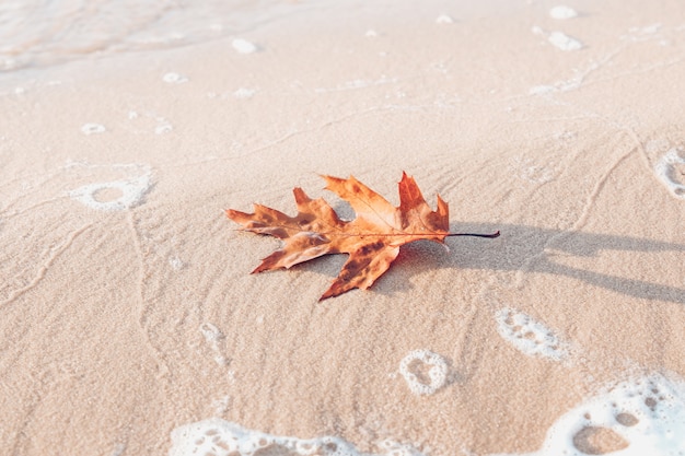 Oranje herfstblad op het strand zand, herfst seizoen concept