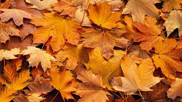 Oranje herfstbladeren achtergrond Kleurige achtergrond van gevallen herfstbladern voor seizoensgebonden gebruik