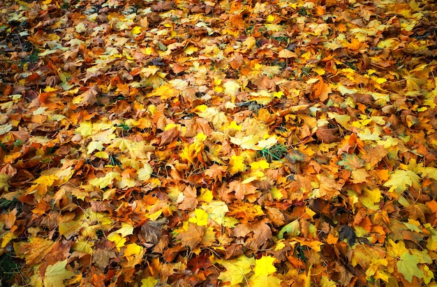 Oranje herfstbladeren op de grondachtergrond