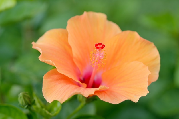 Oranje Hibiscus