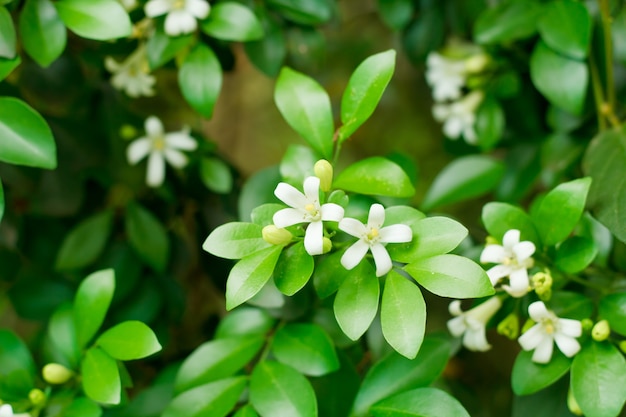 Oranje Jessamine, satijnhout, cosmetische schorsboom