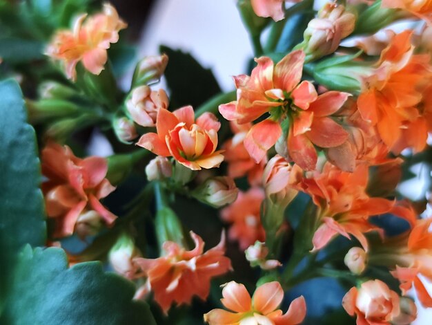 Oranje Kalanchoë bloem Groene bladeren Prachtige foto's