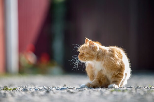 Oranje kat buiten zitten