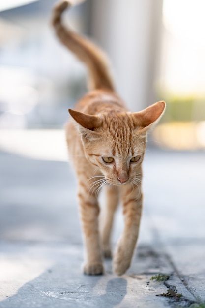 Oranje kat lopen op straat