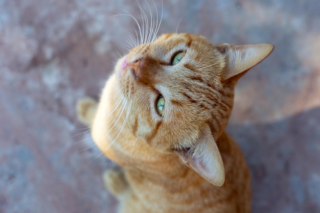 Oranje kat op cementvloer