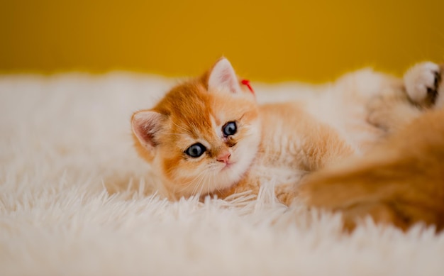 oranje kat schattige kat schattig huisdier slapend katje schattig katje kat groei volwassenheid Het uiterlijk en de onschuld van katten