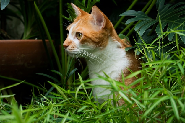 Oranje katten die naar iets in de tuin staren.