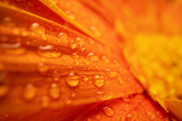 Oranje Kleur Gerbera Bloem Met Waterdruppels