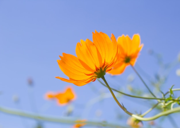 Oranje kosmosbloem en blauwe hemel