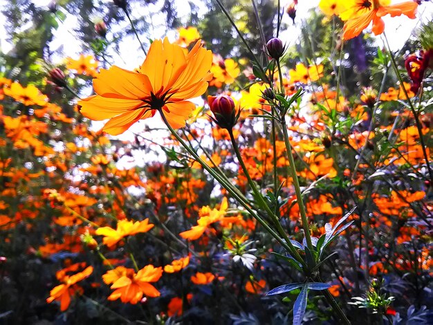 Foto oranje kosmose bloemen in de tuin indonesië