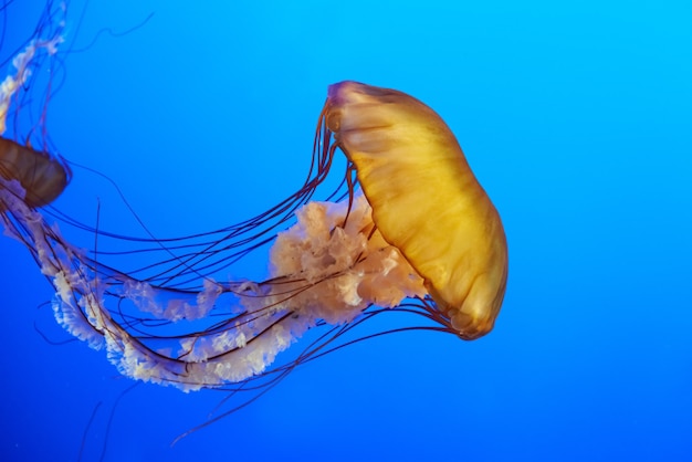 Oranje kwallen (Chrysaora fuscescens of Pacific sea nettle) in blauw oceaanwater