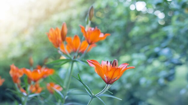 Oranje lelie op groene achtergrond buiten