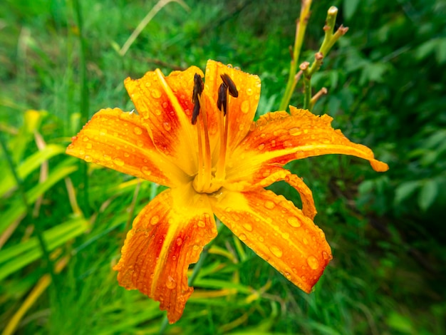 Oranje leliebloem met regenwaterdruppels