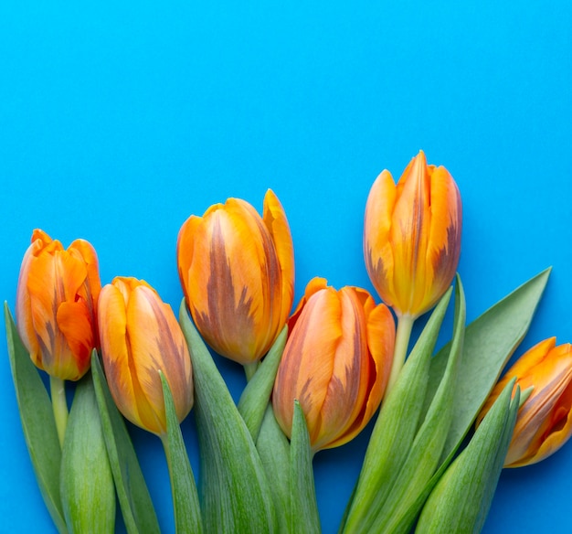 Oranje lente tulpen op de gekleurde achtergrond.