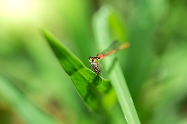 Oranje libellen volgen bladeren eten kleine insecten.