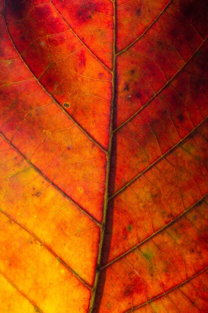oranje macrobladMacro-afbeelding van een blad met de verbazingwekkende details in bladeren en ook het verbazingwekkende