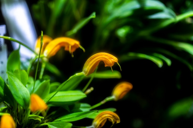 Oranje Masdevallia orhid bloemen