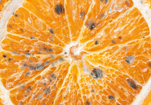 Oranje met schimmel geïsoleerd op een witte achtergrond. Hoge kwaliteit foto