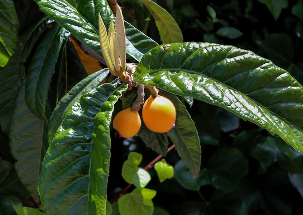 oranje mispelfruit en groene bladeren