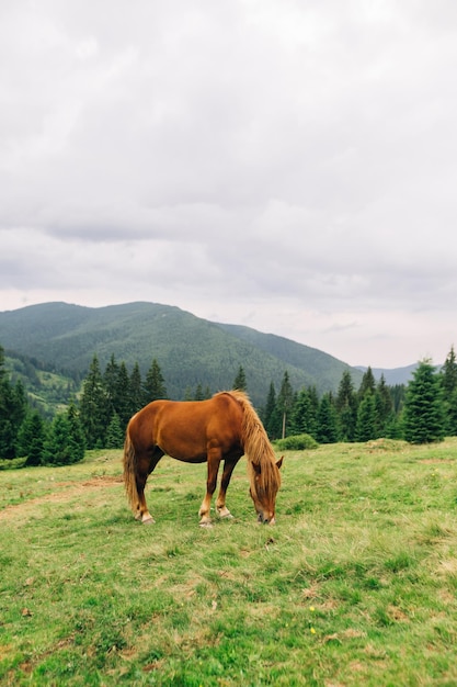 Oranje mooi paard eet grasweide op een achtergrond van berglandschap