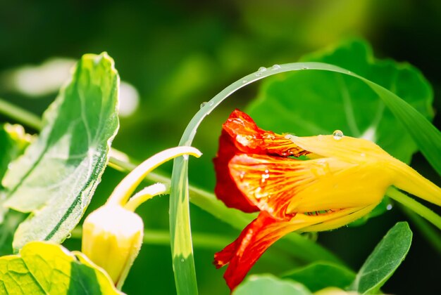 Oranje Oostindische kersbloemen in de tuin