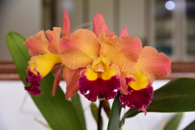 Foto oranje orchidee