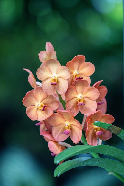 Oranje orchideebloem in een tuin.