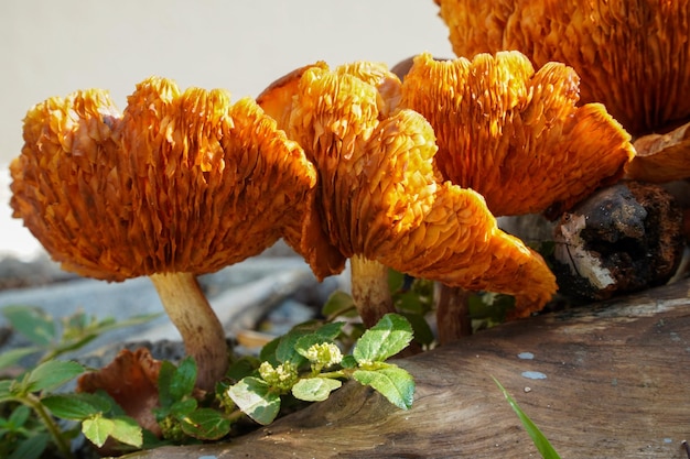 Oranje paddenstoelen komen van nature voor op boomstammen