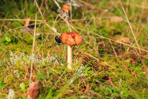 oranje paddestoel in het gras