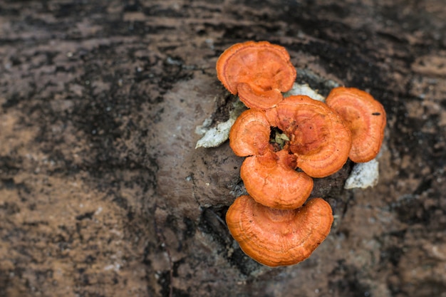 Oranje paddestoelen op droog hout