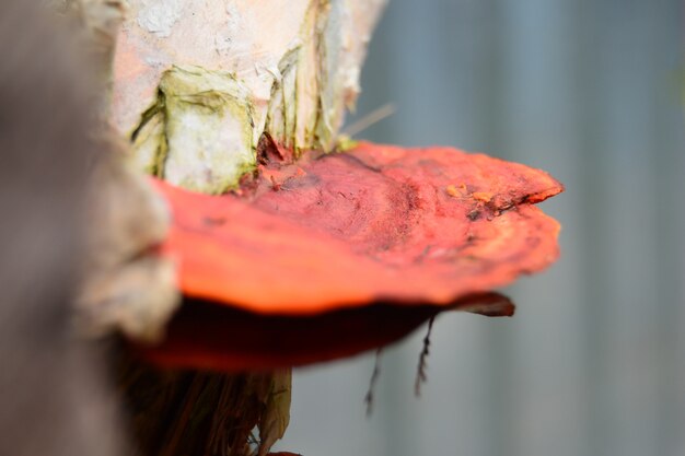 oranje paddestoelen